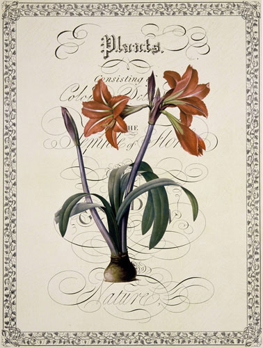 Floral for Jahrriesnge flowers-lpf07222 Compatible Floral Jahrriesnge for flowers-lpf07222