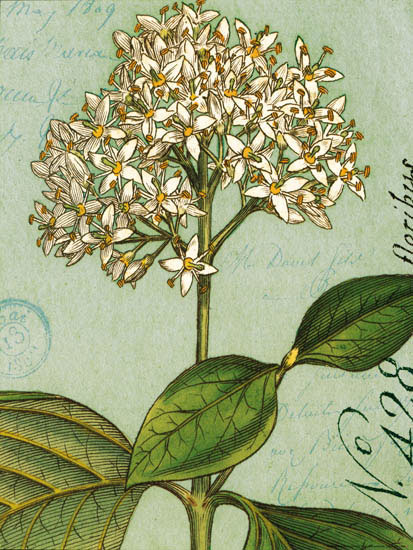 Floral for Jahrriesnge flowers-lpf07271 Compatible Floral Jahrriesnge for flowers-lpf07271