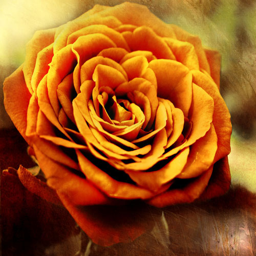 Floral for Jahrriesnge flowers-lpf07533 Compatible Floral Jahrriesnge for flowers-lpf07533