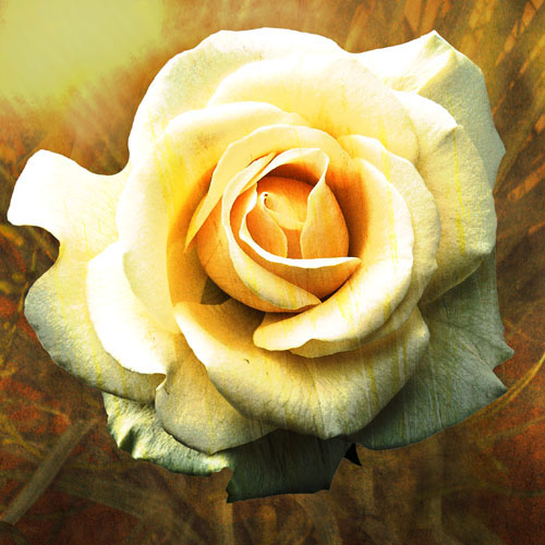 Floral for Jahrriesnge flowers-lpf07537 Compatible Floral Jahrriesnge for flowers-lpf07537