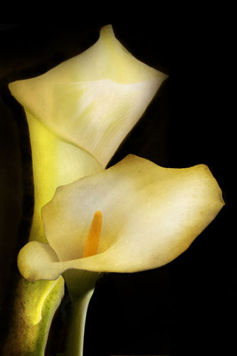 Floral for Jahrriesnge flowers-lpf07603 Compatible Floral Jahrriesnge for flowers-lpf07603