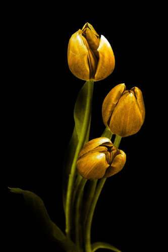 Floral for Jahrriesnge flowers-lpf07604 Compatible Floral Jahrriesnge for flowers-lpf07604