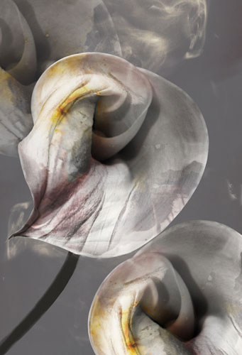 Floral for Jahrriesnge flowers-lpf07619 Compatible Floral Jahrriesnge for flowers-lpf07619