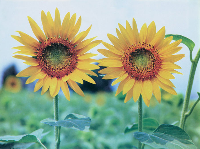 Floral for Jahrriesnge sunflower-lpf07659 Compatible Floral Jahrriesnge for sunflower-lpf07659
