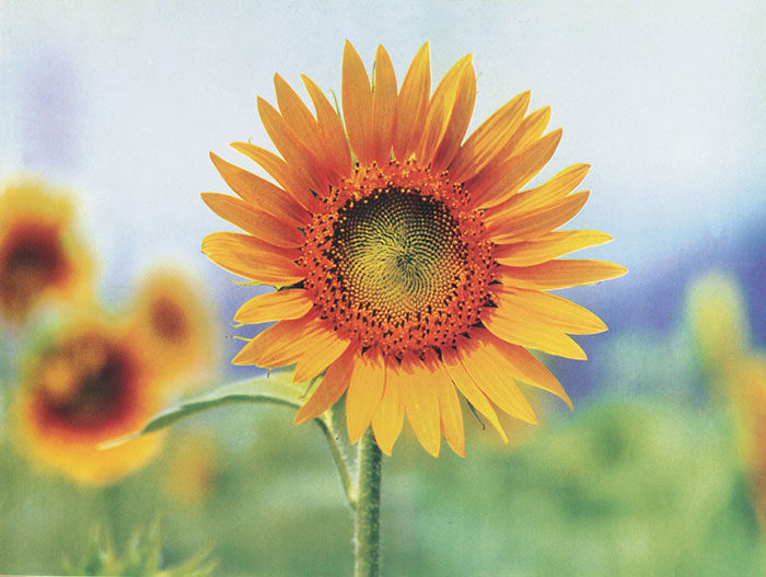 Floral for Jahrriesnge sunflower-lpf07662 Compatible Floral Jahrriesnge for sunflower-lpf07662