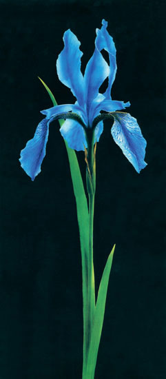Floral for Jahrriesnge flowers-lpf07697 Compatible Floral Jahrriesnge for flowers-lpf07697