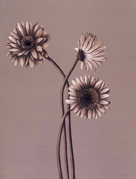 Floral for Jahrriesnge flower lpf07821 Compatible Floral Jahrriesnge for flower lpf07821