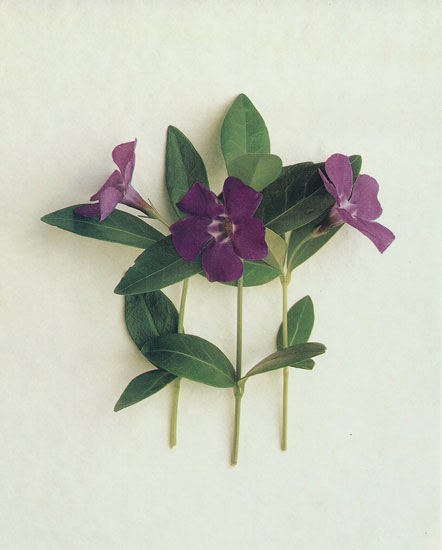 Floral for Jahrriesnge flowers lpf07892 Compatible Floral Jahrriesnge for flowers lpf07892