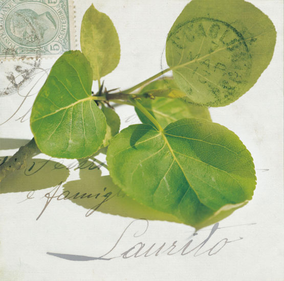 Floral for Jahrriesnge leaves lpf07936 Compatible Floral Jahrriesnge for leaves lpf07936