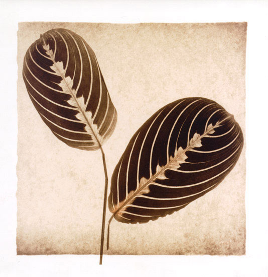 Floral for Jahrriesnge leaf lpf08072 Compatible Floral Jahrriesnge for leaf lpf08072