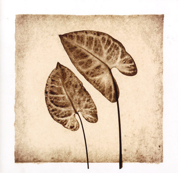 Floral for Jahrriesnge leaf lpf08073 Compatible Floral Jahrriesnge for leaf lpf08073