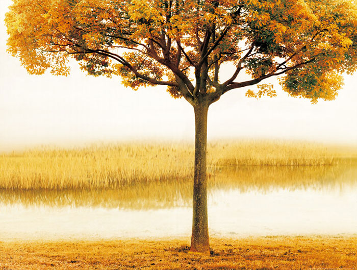 Paysage for JAHRRIESNGE tree lpf08290 Compatible Paysage JAHRRIESNGE for tree lpf08290