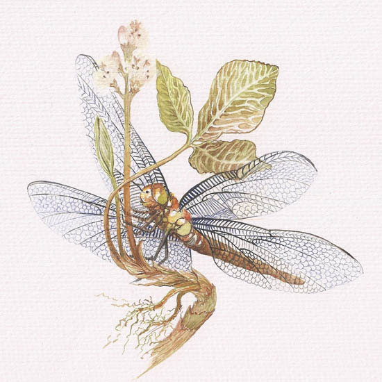 Animaux for Jahrriesnge dragonfly lpf08678 Compatible Animaux Jahrriesnge for dragonfly lpf08678