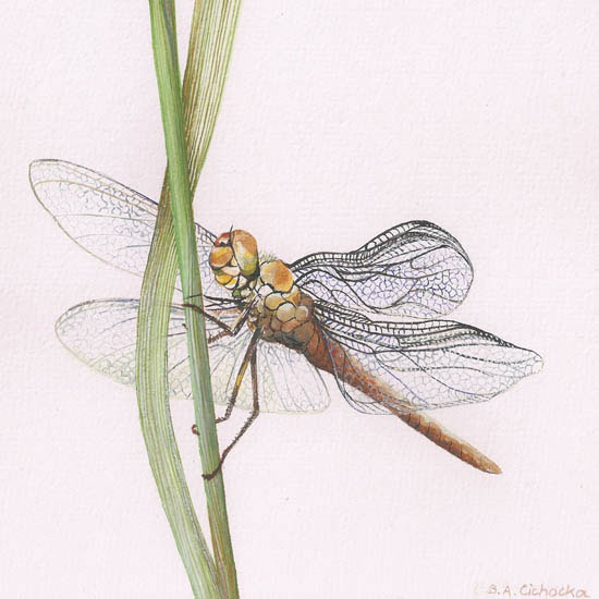 Animaux for Jahrriesnge dragonfly lpf08680 Compatible Animaux Jahrriesnge for dragonfly lpf08680