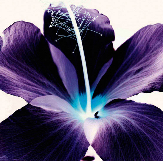 Floral for Jahrriesnge flowers lpf09990 Compatible Floral Jahrriesnge for flowers lpf09990