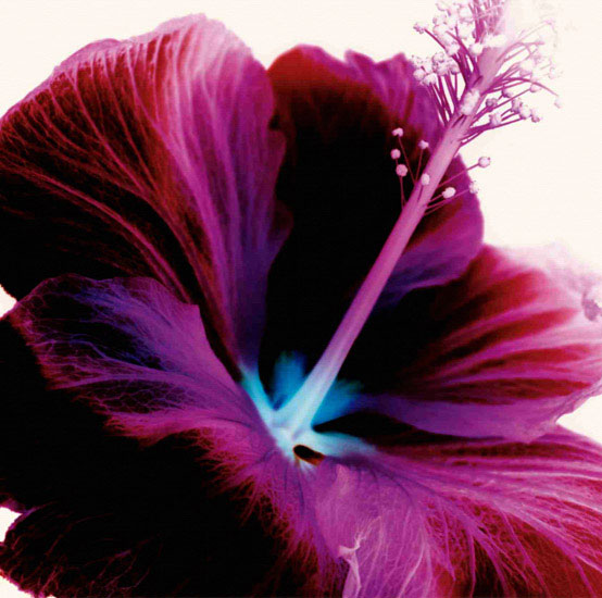 Floral for Jahrriesnge flowers lpf09991 Compatible Floral Jahrriesnge for flowers lpf09991