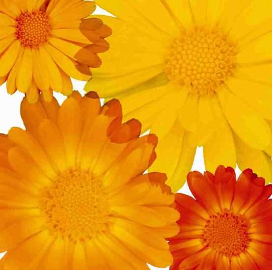 Floral for Jahrriesnge flowers lpf10082 Compatible Floral Jahrriesnge for flowers lpf10082