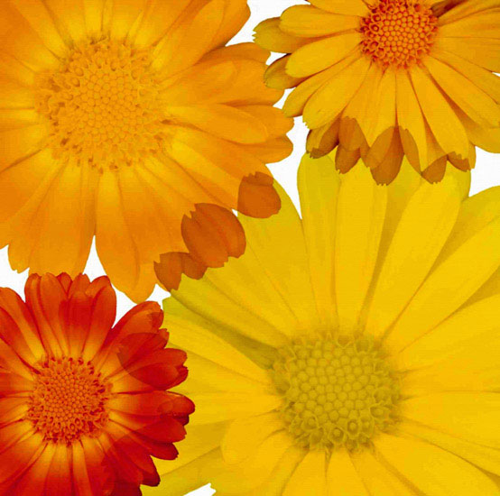 Floral for Jahrriesnge flowers lpf10083 Compatible Floral Jahrriesnge for flowers lpf10083