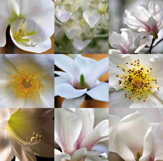 Floral for Jahrriesnge flowers lpf10160 Compatible Floral Jahrriesnge for flowers lpf10160