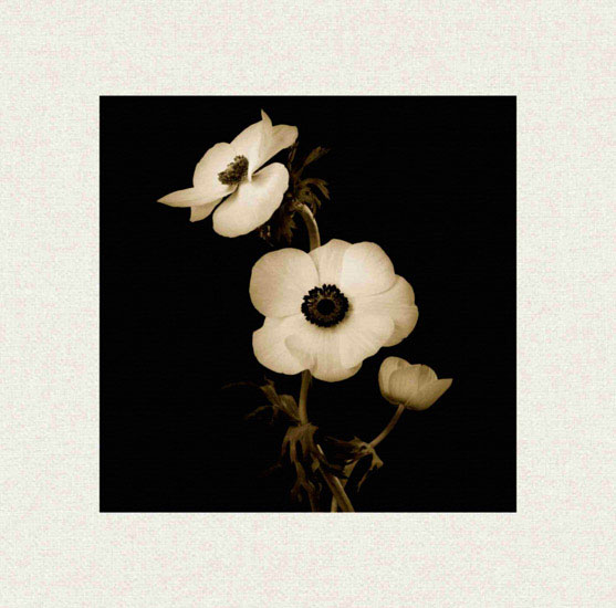 Floral for Jahrriesnge flowers lpf10225 Compatible Floral Jahrriesnge for flowers lpf10225