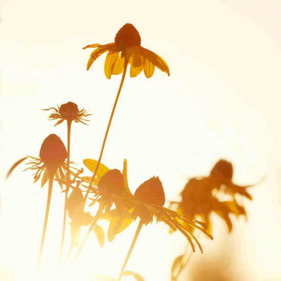 Portrait for Jahrriesnge flowers lpf10496 Compatible Portrait Jahrriesnge for flowers lpf10496