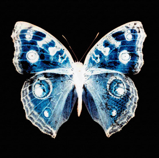 Animaux for Jahrriesnge butterfly lpf10547 Compatible Animaux Jahrriesnge for butterfly lpf10547