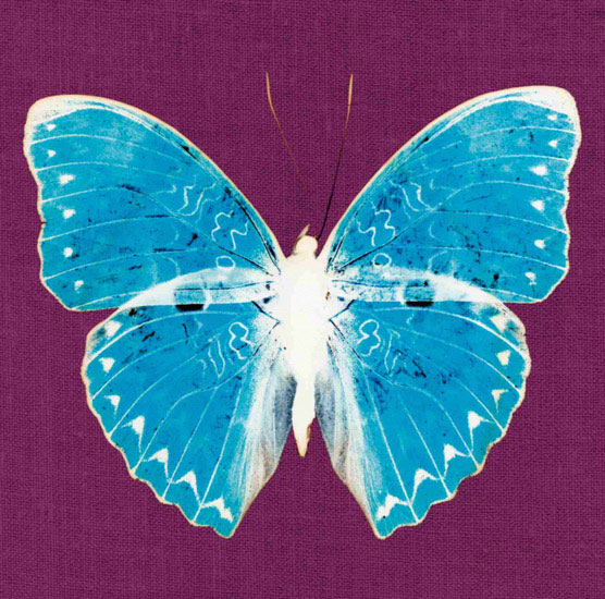 Animaux for Jahrriesnge butterfly lpf10549 Compatible Animaux Jahrriesnge for butterfly lpf10549