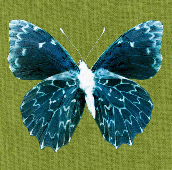 Animaux for Jahrriesnge butterfly lpf10550 Compatible Animaux Jahrriesnge for butterfly lpf10550