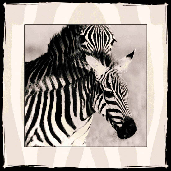 Animaux for Jahrriesnge zebra lpf10649 Compatible Animaux Jahrriesnge for zebra lpf10649