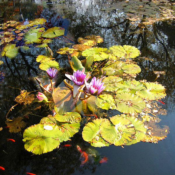 Nature morte for Jahrriesnge flowers lpg2516 Compatible Nature morte Jahrriesnge for flowers lpg2516