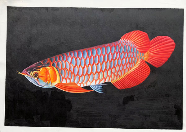 Animaux for Jahrriesnge fish lpg2672 Compatible Animaux Jahrriesnge for fish lpg2672